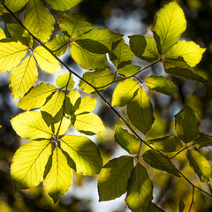 Green yellow leaves background. Dark shadows and sunny parts with fresh beech leaves.