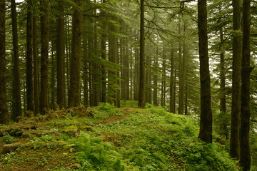morning in a beautiful forest with long trees