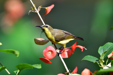 Cute Sunbird.