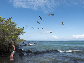 Pelicans flying over galapagos mangroves and sea