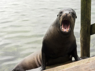 angry sealion galapagos