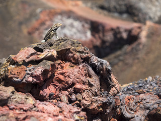 lizard in the sun on volcan chico