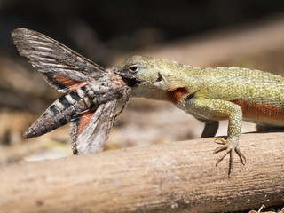 lizard eats moth