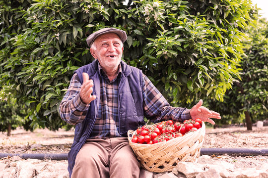 Old farmer sitting near the tomatoes filled basket in the farm