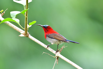 Cute Sunbird.