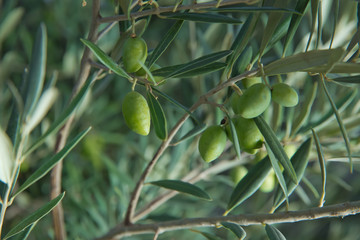 Green olives in a olive tree branch. Olive tree with green olives, close up. Concept of olives,...
