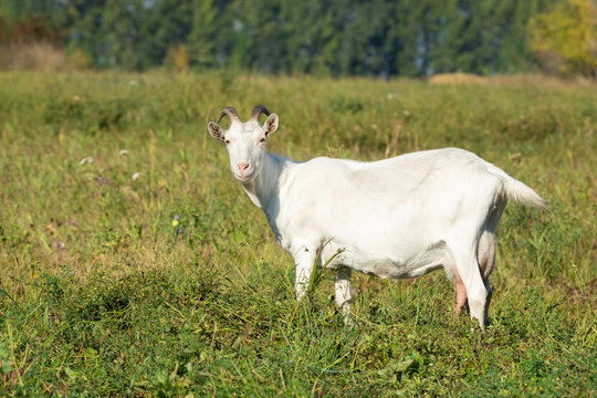 goat in a meadow