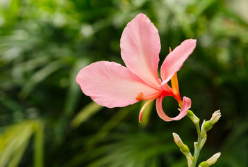 Pink Tropical Lily
