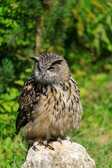 portrait of an owl
