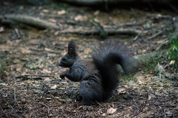 black variety of squirrels in a pine forest