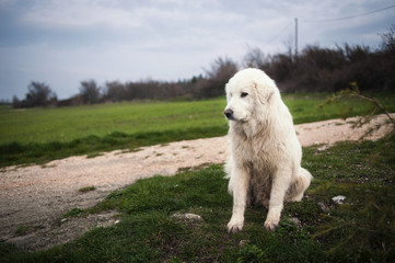 Pastor de Maremma