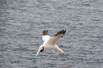 Sea gull, Birds, wild live
