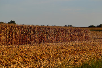 2018 Midwest Harvest 0066