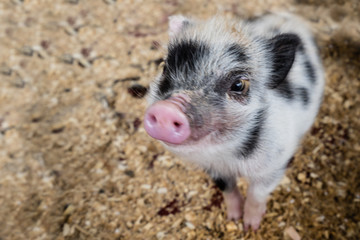 Zwergschwein © Willi