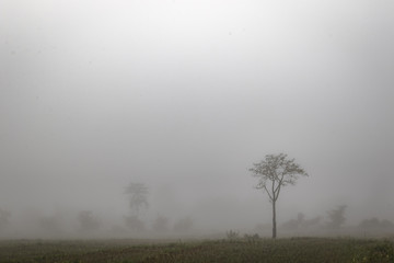 Lonely tree in the mist in northern Thailand