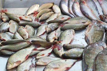 fresh fish in market