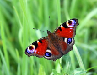 Beautiful butterfly nymphalide Peacock Eye