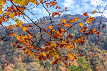 Obraz na płótnie Canvas Caucasus mountain forest at autumn. Branch of colorful red yellow leaves on sunny day. Scenic background
