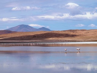 Amazing landscape of a silent lagoon and two flamingos at the Altiplano, Bolivia