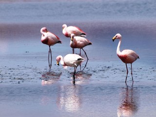 Fototapeta na wymiar Group of five pink flamingos resting at the Laguna colorada at the mysterious landscape of the Altiplano, Bolivia