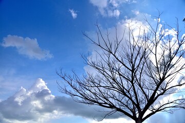 Fototapeta na wymiar dead tree shadow on sunshine blue sky 