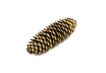 fir cone on white background