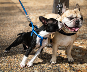 Boston Terrier Puppy Giving Kiss to a French Bulldog