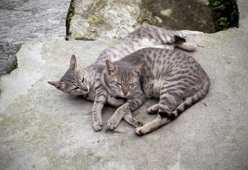 street cats nepal