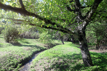 a stream in a Sunny forest