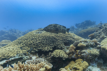 Naklejka na ściany i meble Palau Diving - Malabar grouper of Ulong Channel