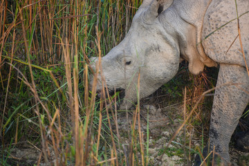 rhinoceros in kaziranga national park 