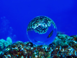 Obraz na płótnie Canvas Diver and Tropical Fish Wrasse Captured in Glass Ball Under Water on Blue Background