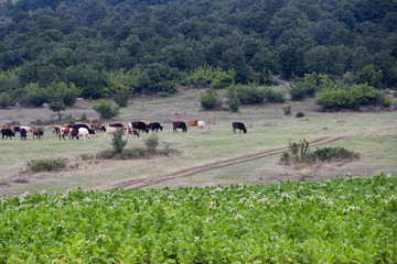 Tobacco field, wheel tracks and a herd of cows at the foot of a Bulgarian Rhodope Mountains hill in July