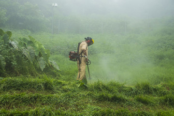 Naklejka na ściany i meble Masked man mowing grass on a foggy day.