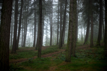 foggy forest