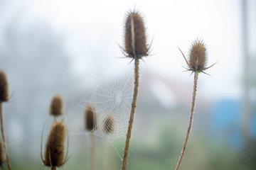 Obraz premium spider web