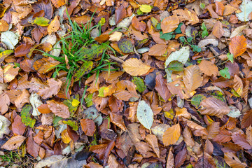 leaves on the ground covering grass and representing beginning of autumn