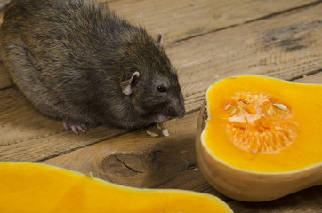 Rat eats a pumpkin.