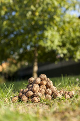 Walnüsse liegen in Wiese. Black walnuts lying under tree.