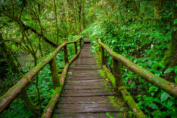 Ang ka nature trail , Rain forest at Doi Inthanon national park , Chiang mai , Thailand
