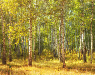 Sunny weather in birch tree forest. Soft focus effects, focused on near trees.