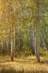 Fototapeta premium End of summer in birches park with warm sunlight