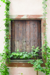 boarded window with creeping green ivy vine on old European building