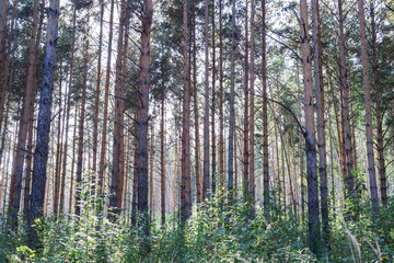 Obraz premium Beautiful summer forest with trees and shrubs