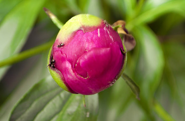 Peony flower pink on a flower bed closeup