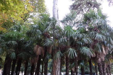 公園　コモ　イタリア　COMO ITALY