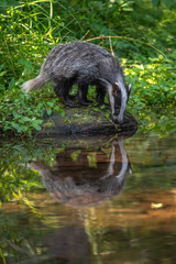 Fototapeta premium Badger in forest, animal in nature habitat, Germany, Europe. Wild Badger, Meles meles, animal in the wood. Mammal in environment, rainy day.