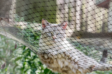 Cat laying in a fence