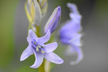 Colorspalsh of a bluebell (hyacinthoides non scripta) flower © tom