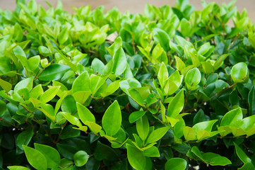 Fototapeta na wymiar Wax leaf ligustrum green foliage